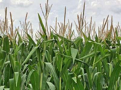 Maize Maze